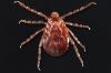 Will freezing temperatures kill ticks in CT? The answer is complicated, scientists say