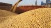 IGC expects soya bean trade growth to lift shipping demand
