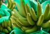 Colombian banana growers demand "fair price" from European retail amid rising production costs