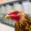 Binghamton University Scientist to Lead $2.5 Million Initiative for Enhanced Avian Flu Vaccine Development
