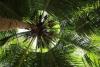 What’s killing Florida’s palm trees? This may be the answer