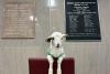 Tennessee Lamb Becomes Courthouse Celebrity and Agriculture Ambassador