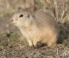 Strychnine ban in Canada continues for Richardson’s ground squirrels