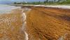 Florida's sargassum problem on beaches could cost billions