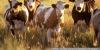 Texas A&M AgriLife reports cattle inventory could indicate beef prices could rise soon