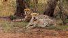 Bhopal News: Botswana Cheetahs To Be Kept In Separate Enclosures In Kuno National Park