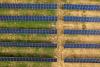 Judge rules Michigan county can’t use health code to restrict solar farms