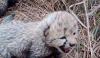 MP News: Cheetah Asha Gives Birth To 5 Cubs At Kuno; Union Minister Shares Adorable Video On Social Media As Tally Of Indian-Born Cubs Rises To 24