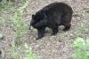 Florida Fish and Wildlife releases fact sheet on bear hunt, says all harvested bears met ‘size requirements of the hunt’