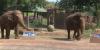 Honolulu Zoo elephants pick Super Bowl LX winner