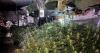 Massive cannabis grow in Sheffield city centre as offender leaves mattress and hot food