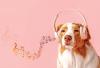 You | Feb 07, 2026 | 27 min read Can music calm your dog?