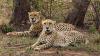 New batch of cheetahs to arrive from Botswana by the month-end
