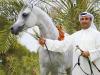 Al-Nisf champions Egyptian Arabian horse racing