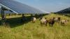 Farmers discover incredible results after pairing livestock with solar panels: 'Given me a massive leg up'