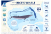 Rice’s Whales, Connecticut’s Responsibility and the Cost of Letting Extinction Happen