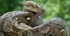 The Science Behind How the Reticulated Python Shimmers Like a Rainbow