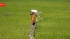 India offers limited access to agri goods; protects staples, dairy