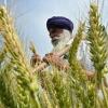 What's at stake for Indian agriculture in Trump's trade deal?