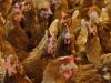 ‘We're proud to produce safe, affordable and traceable food and are trying to do it sustainably’: Shropshire poultry farmers defend their industry after criticism