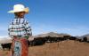 Colorado Ranchers and Consumers Can Team Up to Make Beef Supply Chains More Sustainable