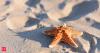 Why Starfish Are Actually One Giant Head With No Body, Scientists Confirm