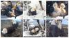 How Big Bear’s bald eagles became social media stars