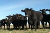 South Dakota Cattle Industry Divided Over Lab-Grown and Direct-to-Consumer Meat Legislation