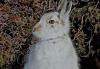 NATURE: Spotting a mountain hare ‘like a ghost’ in its white winter coat is a highlight of the season
