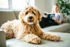 Pippa the Goldendoodle's Hilarious Furniture Leaps That Have TikTok Laughing