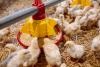 Growing a Poultry Business with EU4Business Support