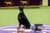 The winner of the Westminster dog show and the No. 1 working dog in the U.S., is Canadian