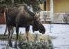 Friendly moose in Alaska tries to invite himself into man’s home
