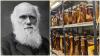 Scientists fired lasers at 200-year-old jars sealed by Charles Darwin