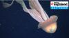 Scientists off Argentina film rare ‘phantom’ jellyfish the size of a school bus