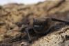 Pitkin County comments on ‘rare’ bat recorded in northern Colorado