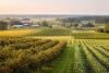 Michigan Agriculture: A National Leader in Diversity, Cherries, and Innovation
