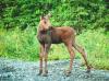 Baby Moose Adorably Calls for His Mom in Alaska