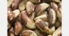 Brazilian nuts gain access to Turkish market
