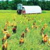 No scraps left behind: Food bank and farm hatch a sustainable partnership