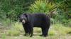 Florida hunt by the numbers: Which county bagged the biggest bear?