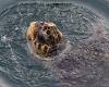 The Fight to Save Greece’s Sea Turtles