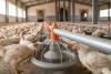 Morocco: Poultry sector warns of shortages after storms disrupt feed imports