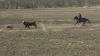 Nebraska cowboys volunteer to help wrangle roaming steer in 1996