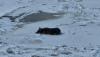 Having an ice dream: Coyote spotted napping on the frozen Ohio River near Kentucky/Ohio border