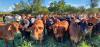Large scale cattle investment opportunity in Paraguay