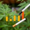 Legalization of Cannabis and Retail Sales Associated with Increased Use and Concurrent Tobacco Consumption