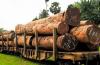 Report: Six Tree Species Account for 70% of Cameroon’s Timber Production