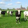 Exploring Belgium’s Livestock Transition: Narratives and Trade-offs