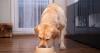 Urgent warning as Salmonella and 'harmful bacteria' found in pet food